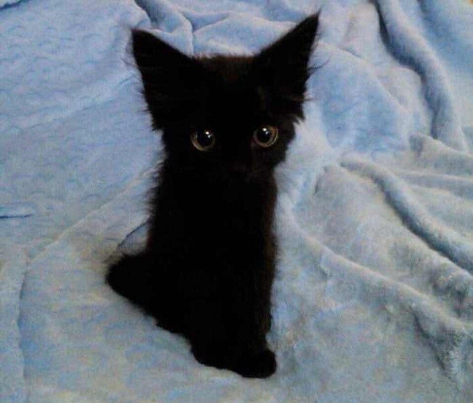 Черный кот мем