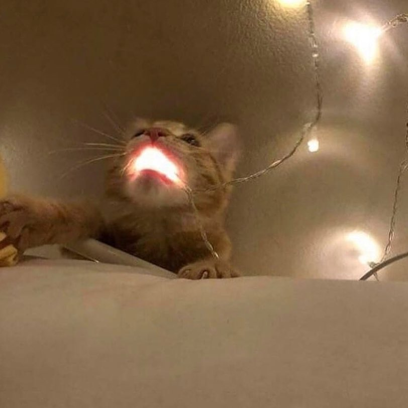 Котолампа Пикабу