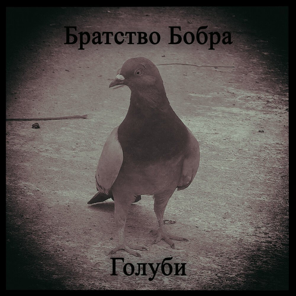 Альбом с голубем. Братство голубей. братство бобра. голубь певец. братство бобра альбом.