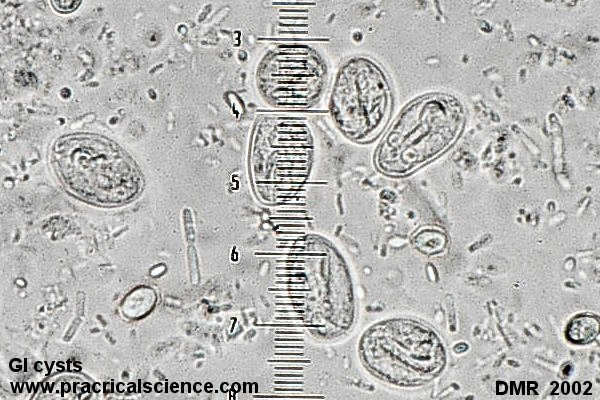 Цисты лямблий под микроскопом 19 Eggs ideas medical laboratory science, medical laboratory, laboratory science