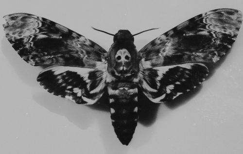 Well worth a flutter! Natural History Museum puts on spectacular show of butterf