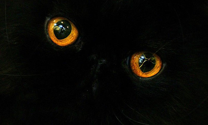 Blue Eyes image - Le Fancy Wallpapers - ModDB