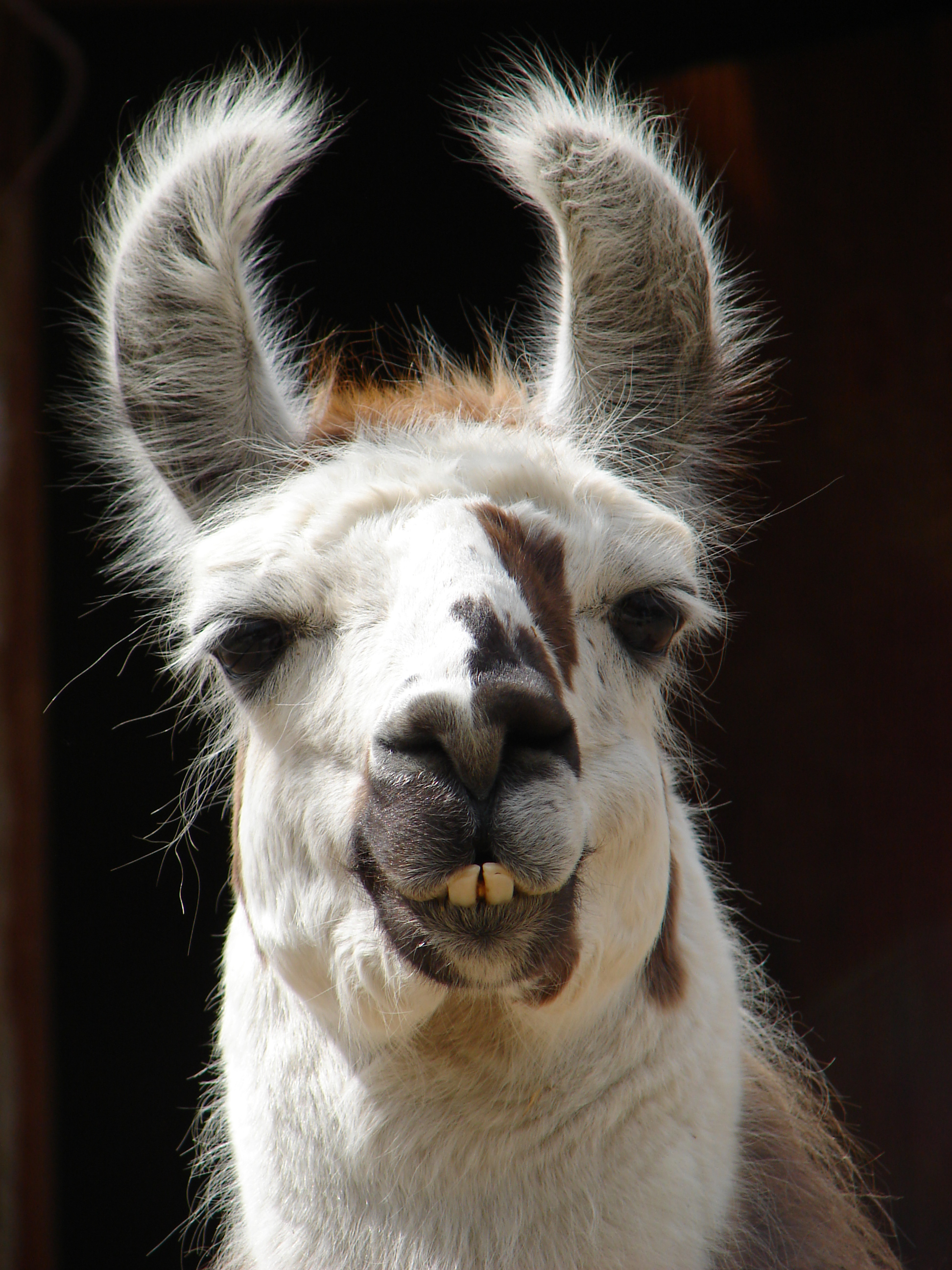 Лама фортнайт 3д. Лама самка. Ламы в андах. Лама для детей. Пиньята фортнайт.