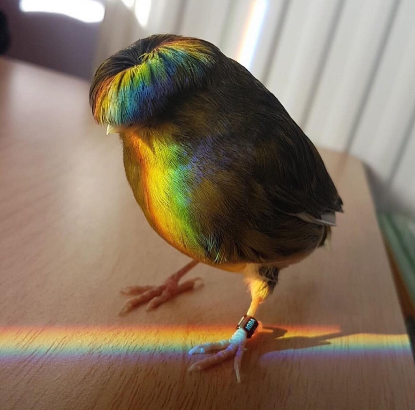 Птица с челкой