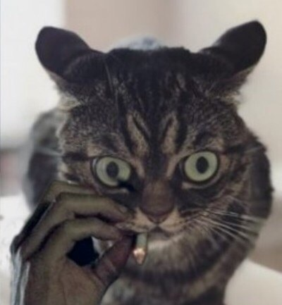 Кот мем 2025 видео Pin on DERP