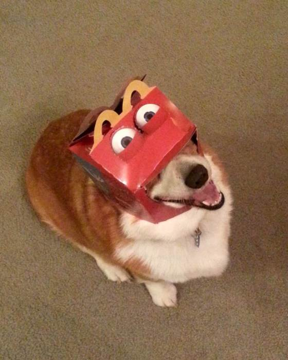 Макдональдс отдыхает собака гиф мем New trending GIF on Giphy Funny dog memes, Cute funny dogs, Funny dogs