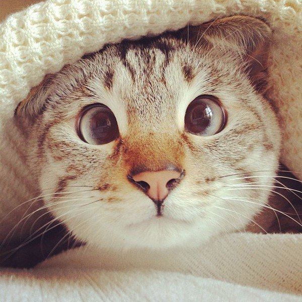 Косоглазый кот