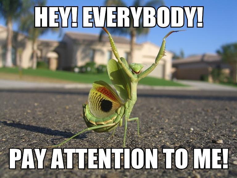 Paying more attention to the. Pay attention. pay attention картинка. to pay attention to. pay attention please.
