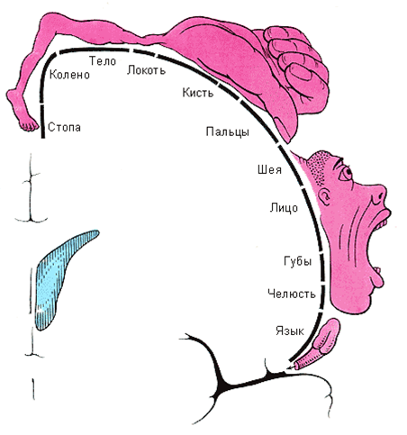 Понятие схемы тела. Проекция частей тела в коре головного мозга. Схема Пенфилда проекции мозг. Представительства частей тела в мозге. Представительство руки в головном мозге.