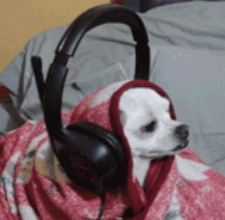 Собака с наушниками мем fleticias’s Music Profile Last.fm