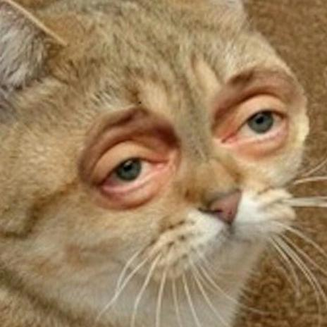 Кот с красными глазами мем WT Live // Best posts for the past week