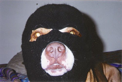 Собака в балаклаве мем Robber doggo.. : funny Dog swags, Funny animal memes, Silly dogs