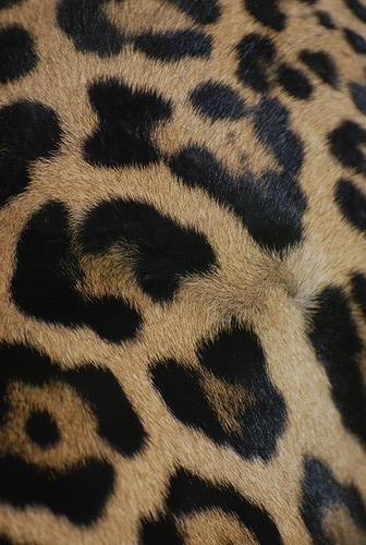 Как выглядит леопардовый цвет Edit free photo of Black,and,white,leopard,skin