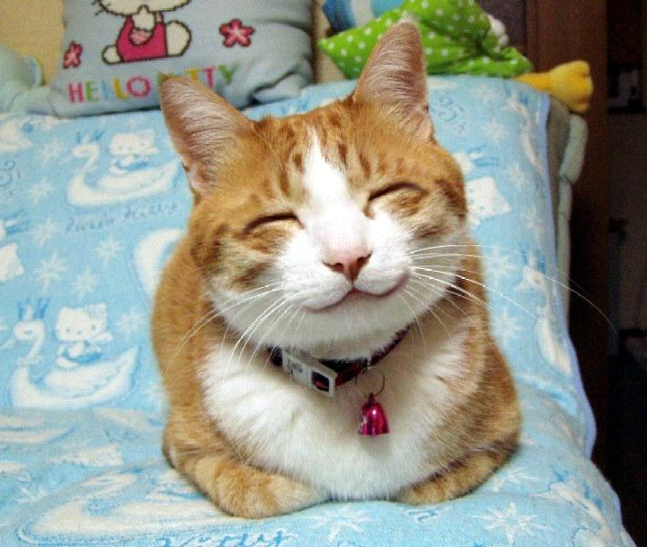 Картинка улыбающегося кота мем Profil musical de Cheezyweasel Last.fm