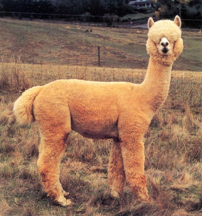 Альпака тибет. Лама. Лама животное. Альпака фото. Альпака гуанако викунья.