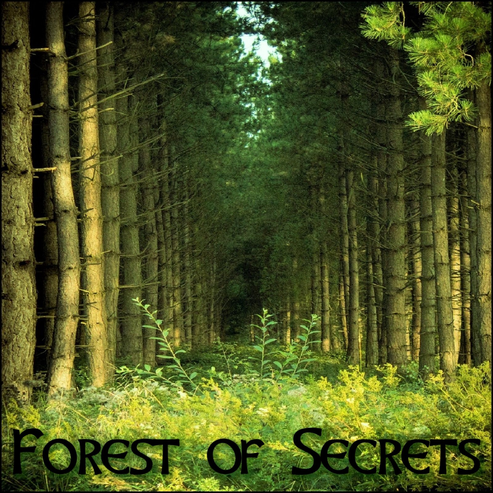 Обложка лесная. Обложка альбома лес. Обложка с лесом. The Forest обложка альбома.