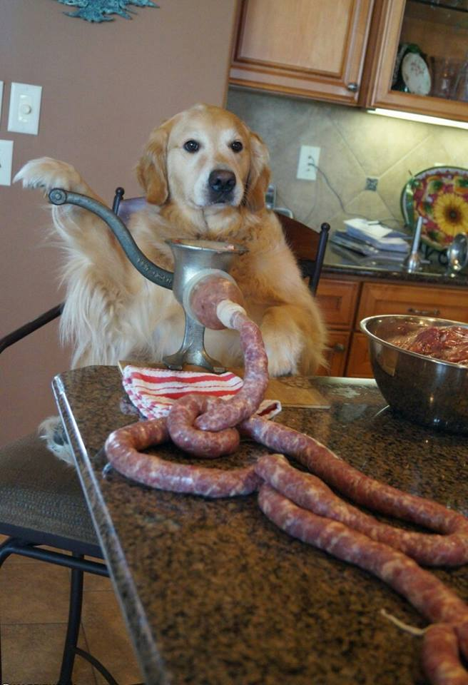 Мем собака держит во рту яблоко Funny dog photos, Funny dogs, Funny