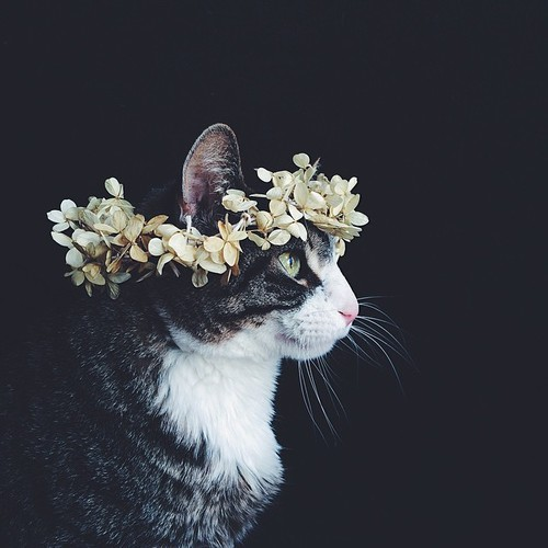 Эстетичные котики