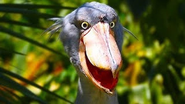 Pin on Shoebill stork