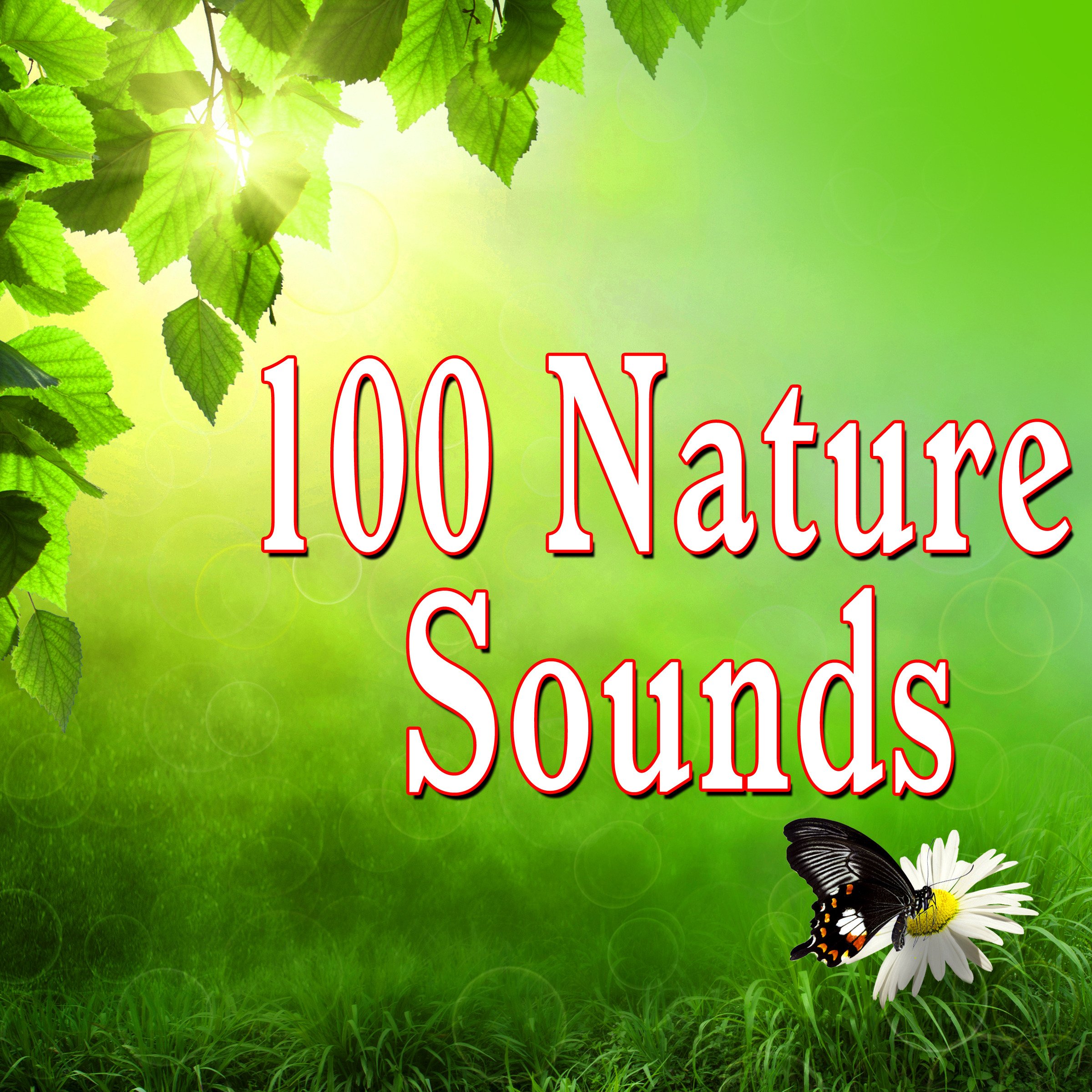 Naturals sounds. Natural Sounds. Sounds of nature. Nature Sounds in the Jungle. Nature with Sounds.