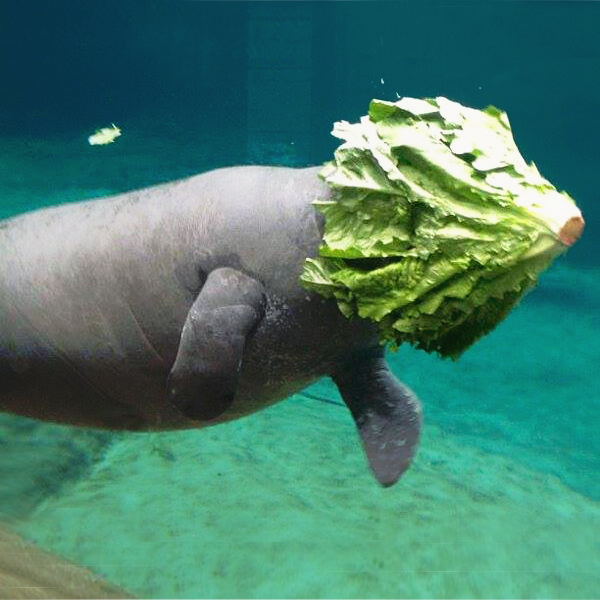 Рыба ламантин как выглядит Related image Ocean animals, Manatee, Animals beautiful