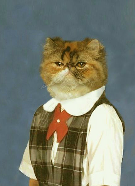 Смешные котики в школе