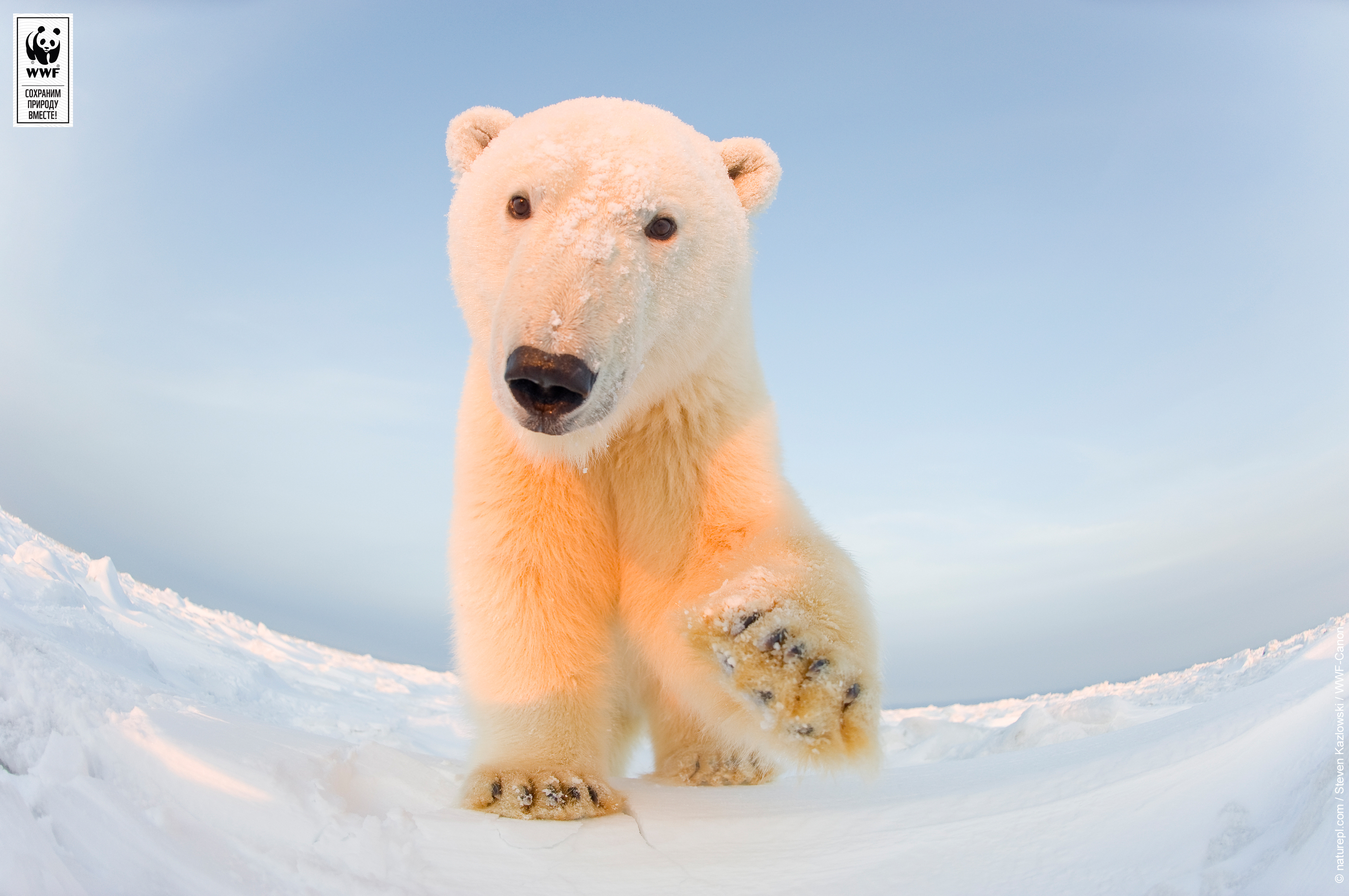 Орсо. Белый медвежонок. Белый медведь танцует. Move orso. Move orso.