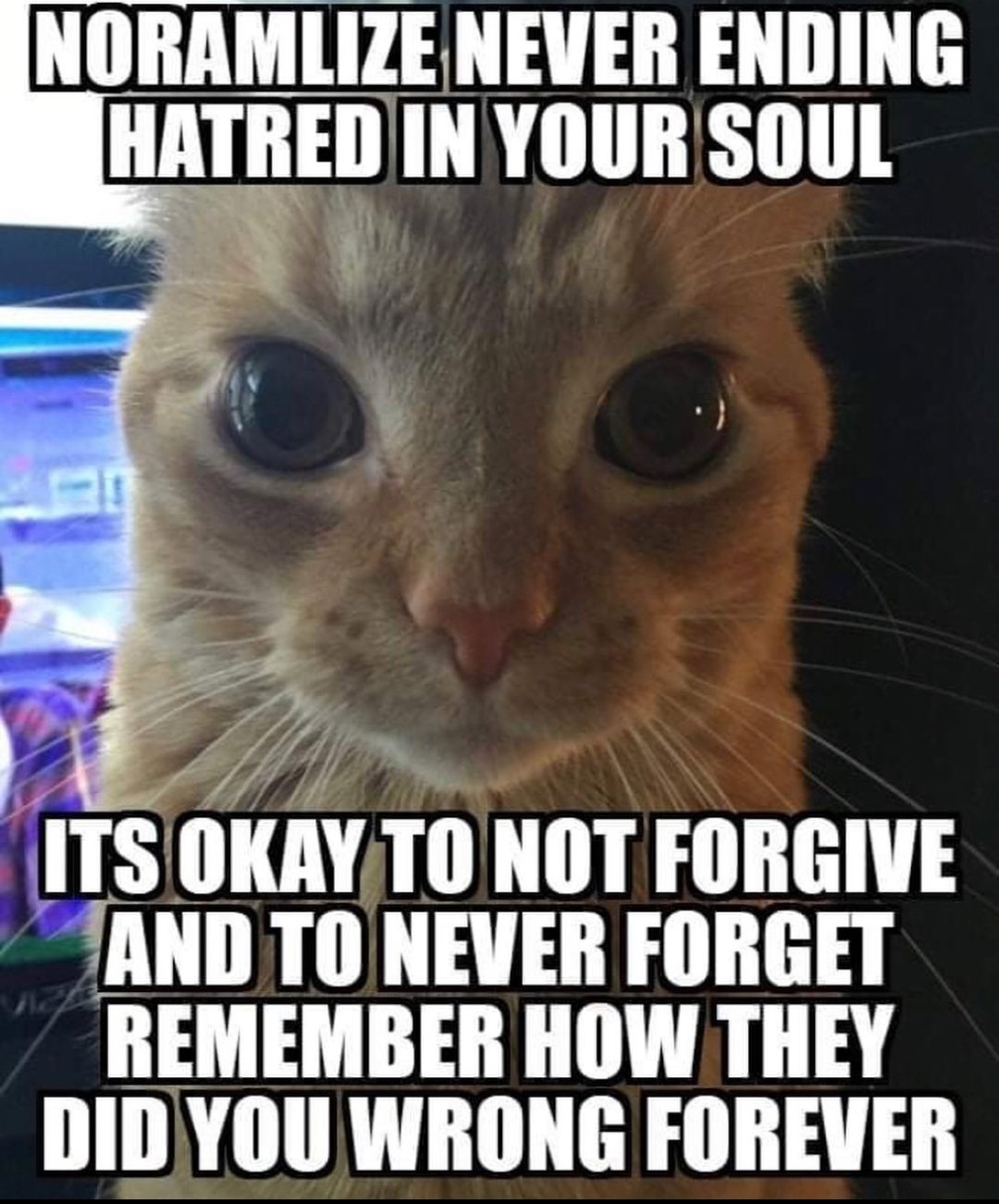 Its okay мем с котом