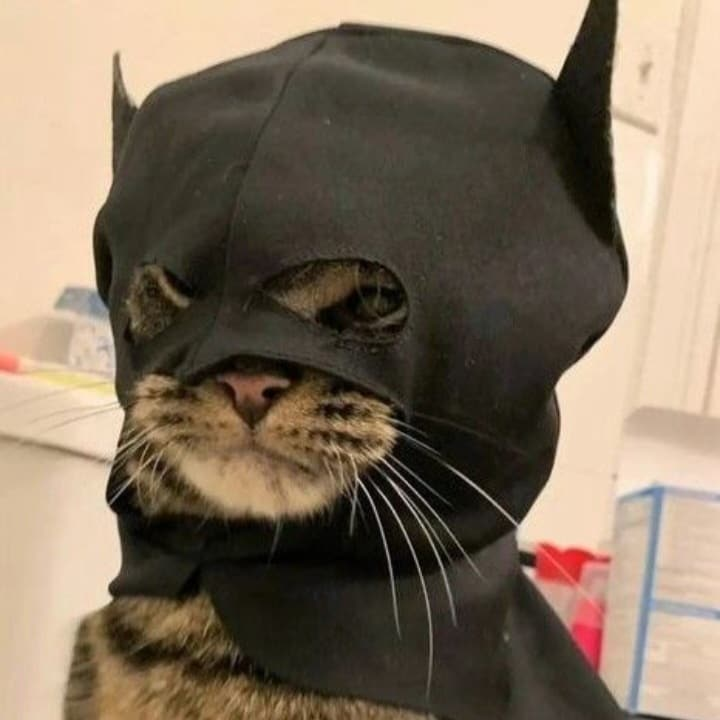 Кот бэтмен