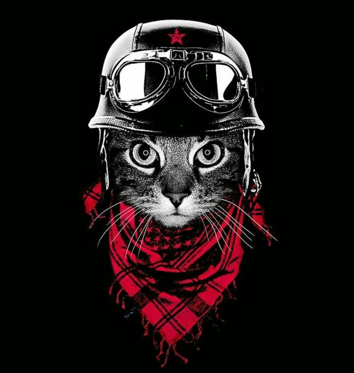 Кот в каске