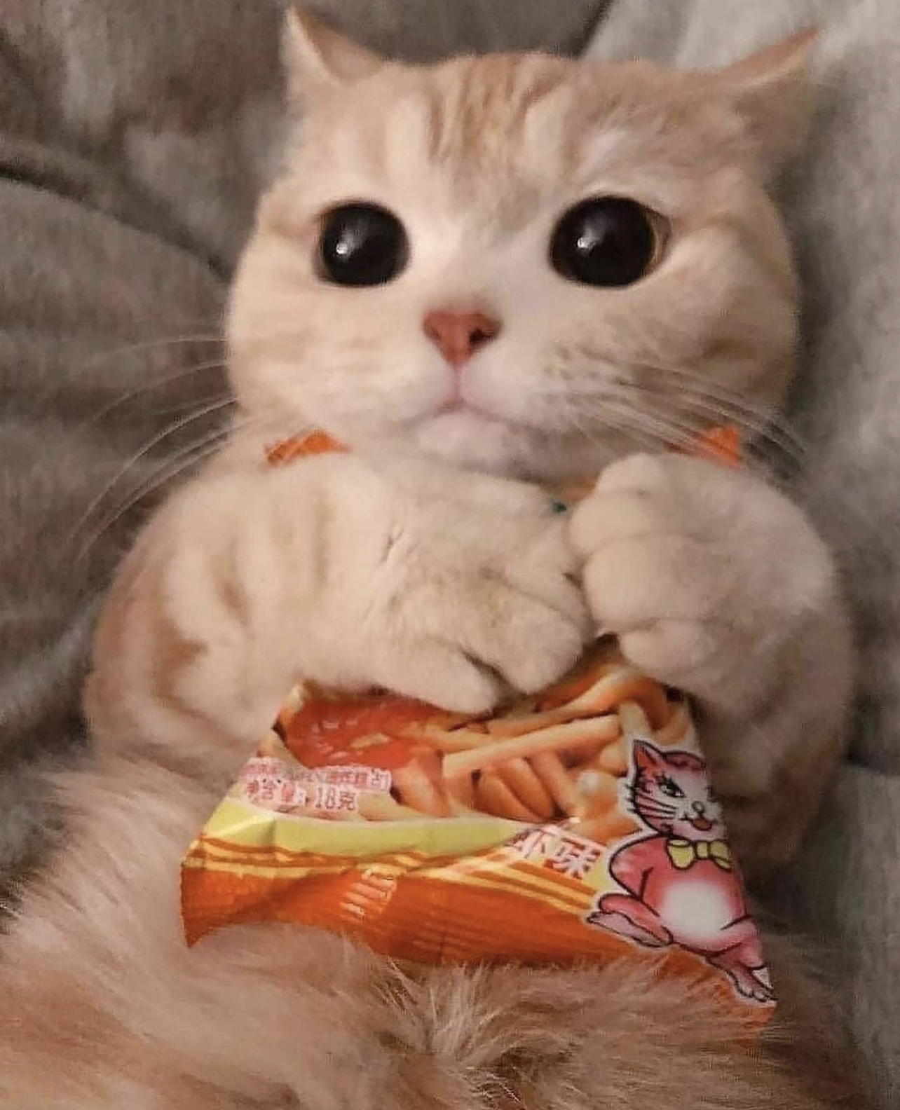 Мемы котики милые