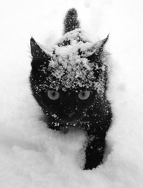 Зимняя ава с котом мем
