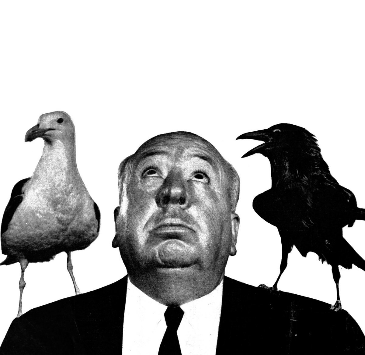 Птицы хичкока. Типпи хедрен и хичкок. Птицы хичкока. Хичкок птицы. 1963 типпи хедрен.