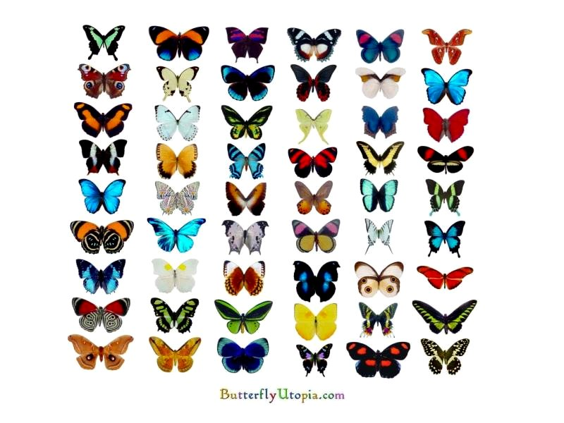 Как выглядит цвет бабочки Baja un 40% la tala clandestina en los santuarios de la mariposa monarca en Méxi