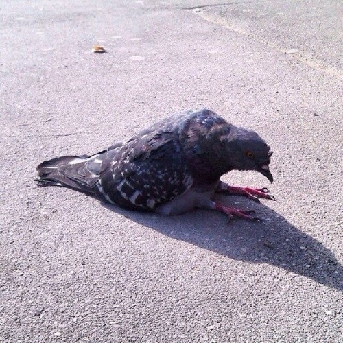 Pin on Pigeons in 2024 Cute pigeon, Pigeon funny, Silly animals