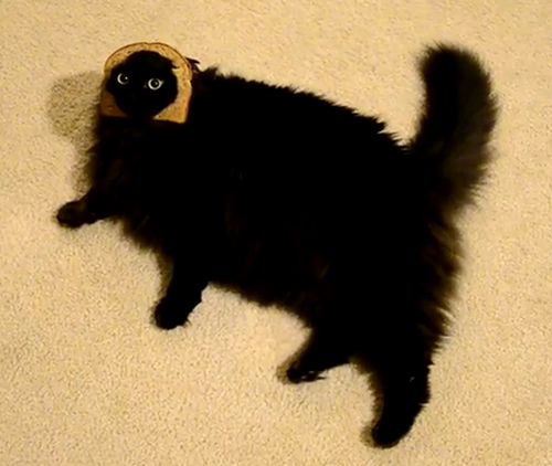 Толстый черно белый кот мем The 50 Absolute Fattest Cats I Could Find For You Cute cat memes, Funny cat meme