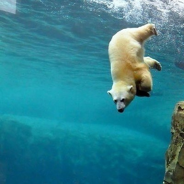 Белый медведь плавает. Белый медведь плывет. Медведь плывет. Белый медведь в воде. Белый медведь плавает.