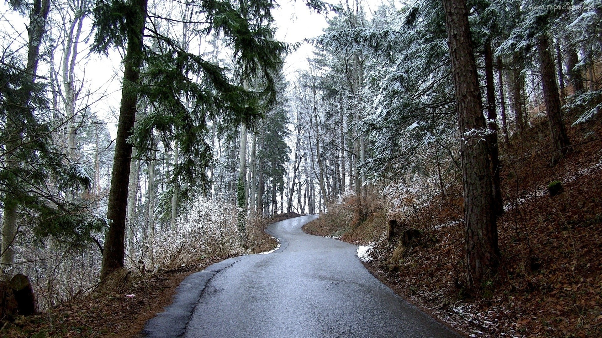 Дорога без снега. Зима дорога лес. Дорога ели. Лес дорога ели. Лесная дорога снежной весной.