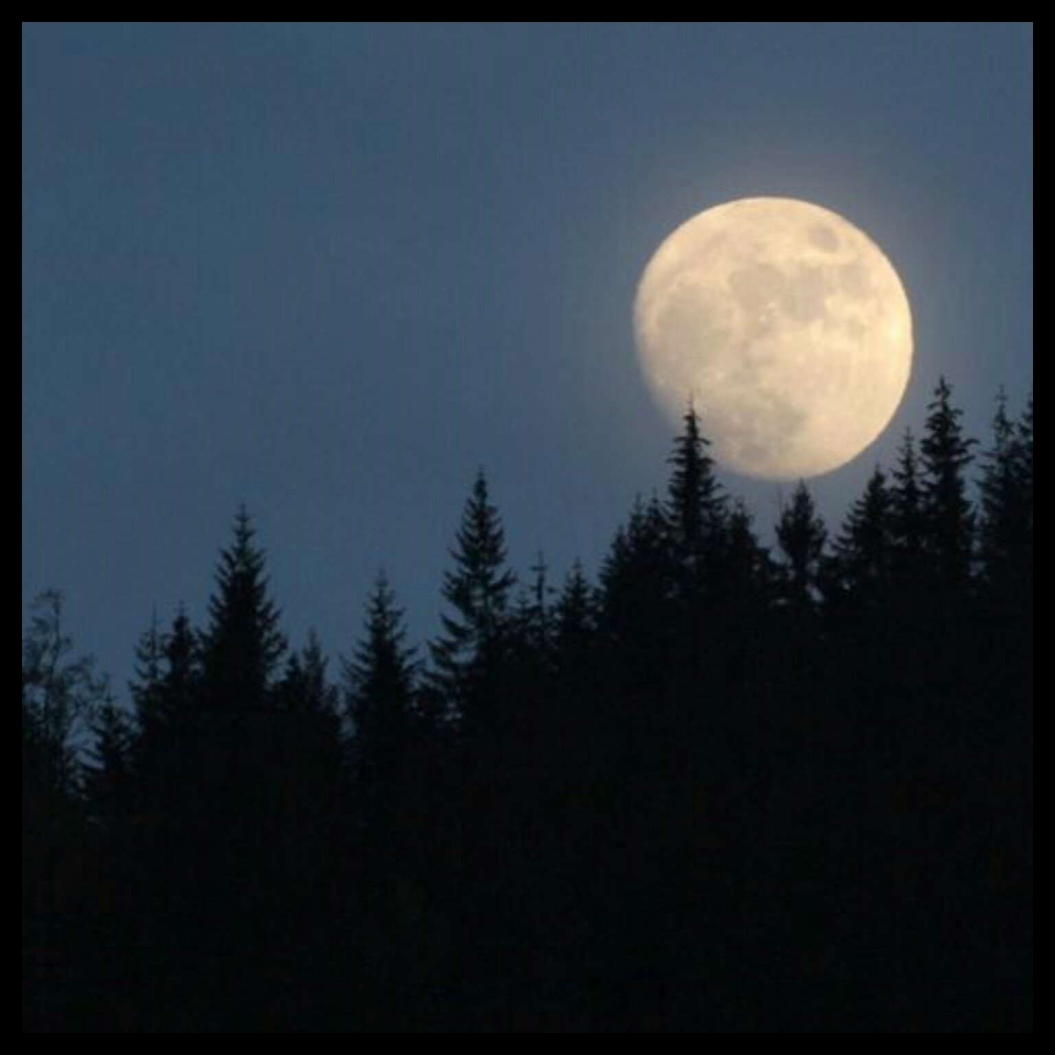 Ночи серых дней короче. Ночной лес с луной. Полнолуние в лесу. Полная Луна в лесу.