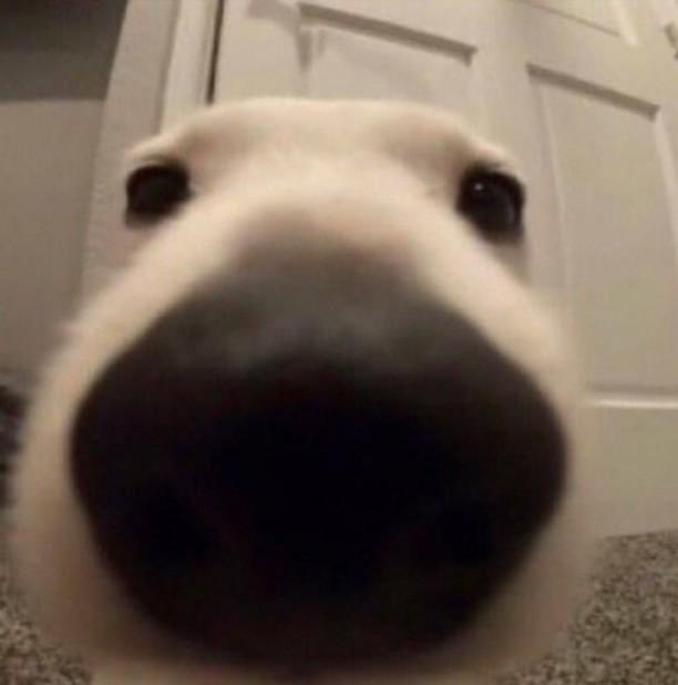 Собака с лапой на носу мем Random gifs Funny gif, Sorry gif, Funny images