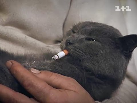 Кот с сигаретой