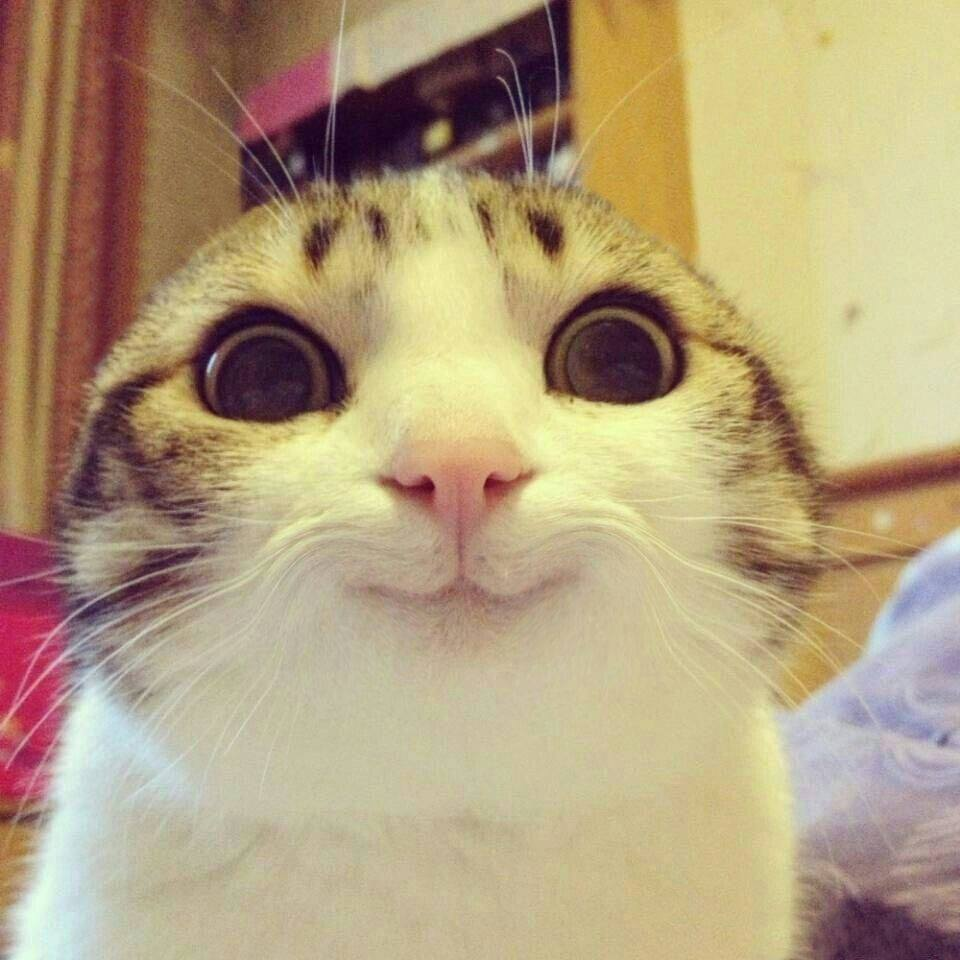 Мем кот спасибо