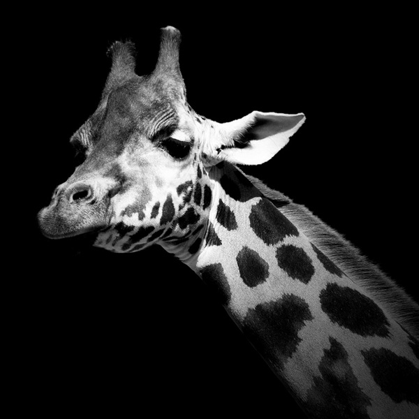 Expressive Black and White Portraits of Zoo Animals Animals black and white, Ani