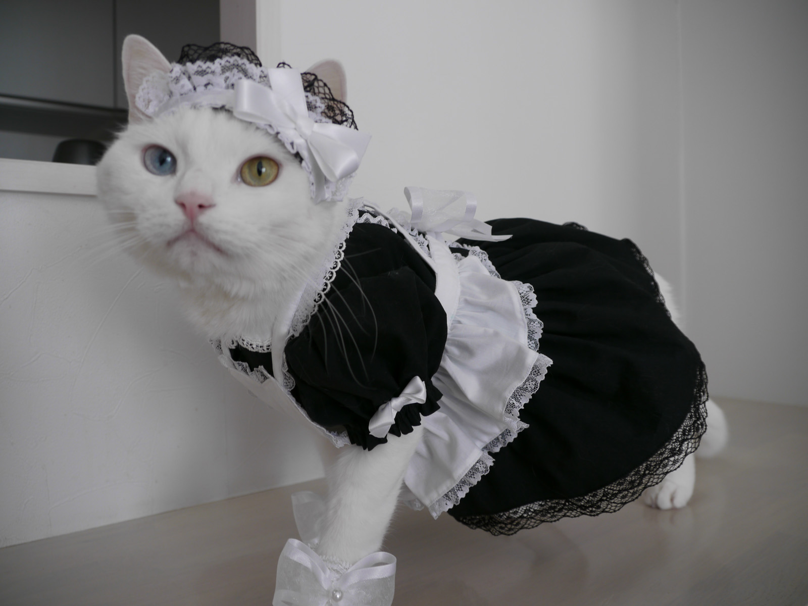 Кошечка в платье. Кот в костюме. Кошка горничная. Котик в костюме горничной. Кошка в костбмегорничной.