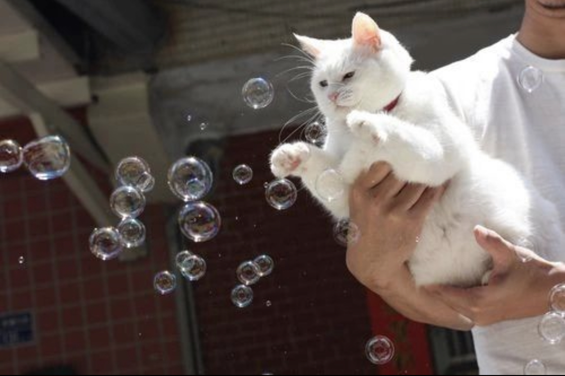 I play with cat. Кот и мыльные пузыри. Котенок и мыльные пузыри. Мыльные пузыри для кошек.