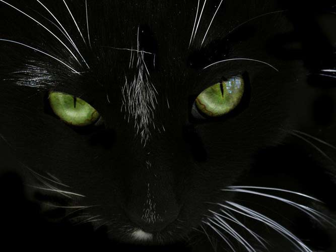 Artistic-realistic nature Cute cats, Beautiful cats, Cats
