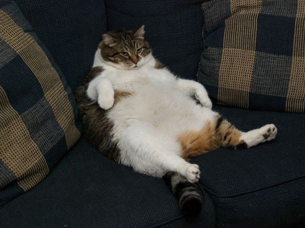 Кот с пузом мем