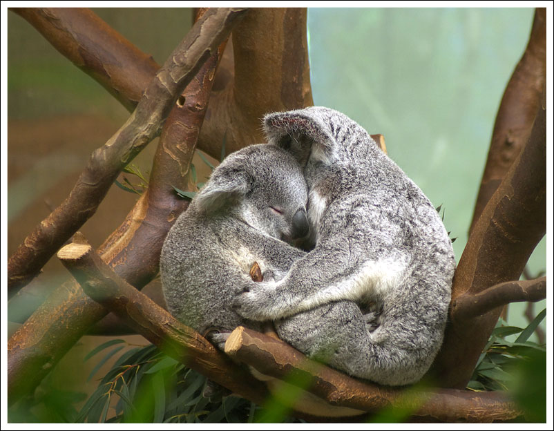 Коала и змея. Коалы обнимаются. Коалы любовь. Две коалы. Объятия коалы.