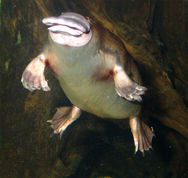 Как выглядит утконос в реальной жизни metaphysical platypus: музыка, видео, статистика и фотографии Last.fm