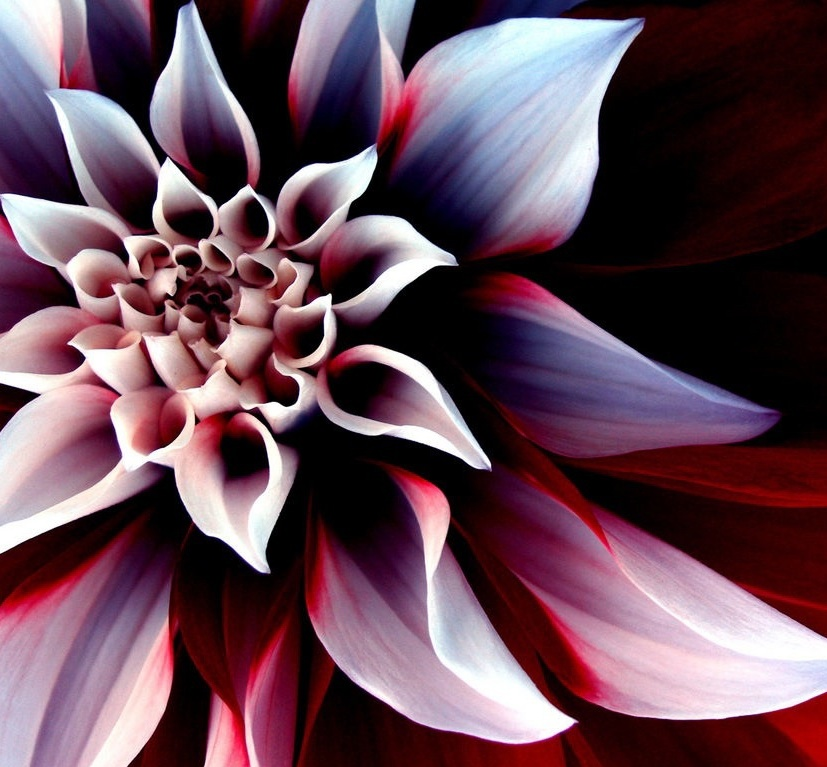 Hello Flowerz